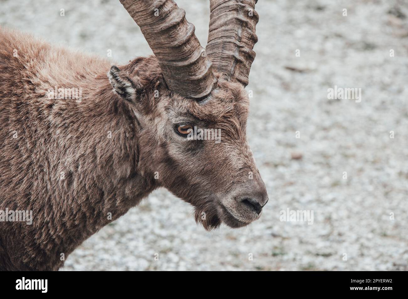 Troupeau d'ibexes dans la haute vallée de Gesso, Cuneo (Piémont, Italie) Banque D'Images