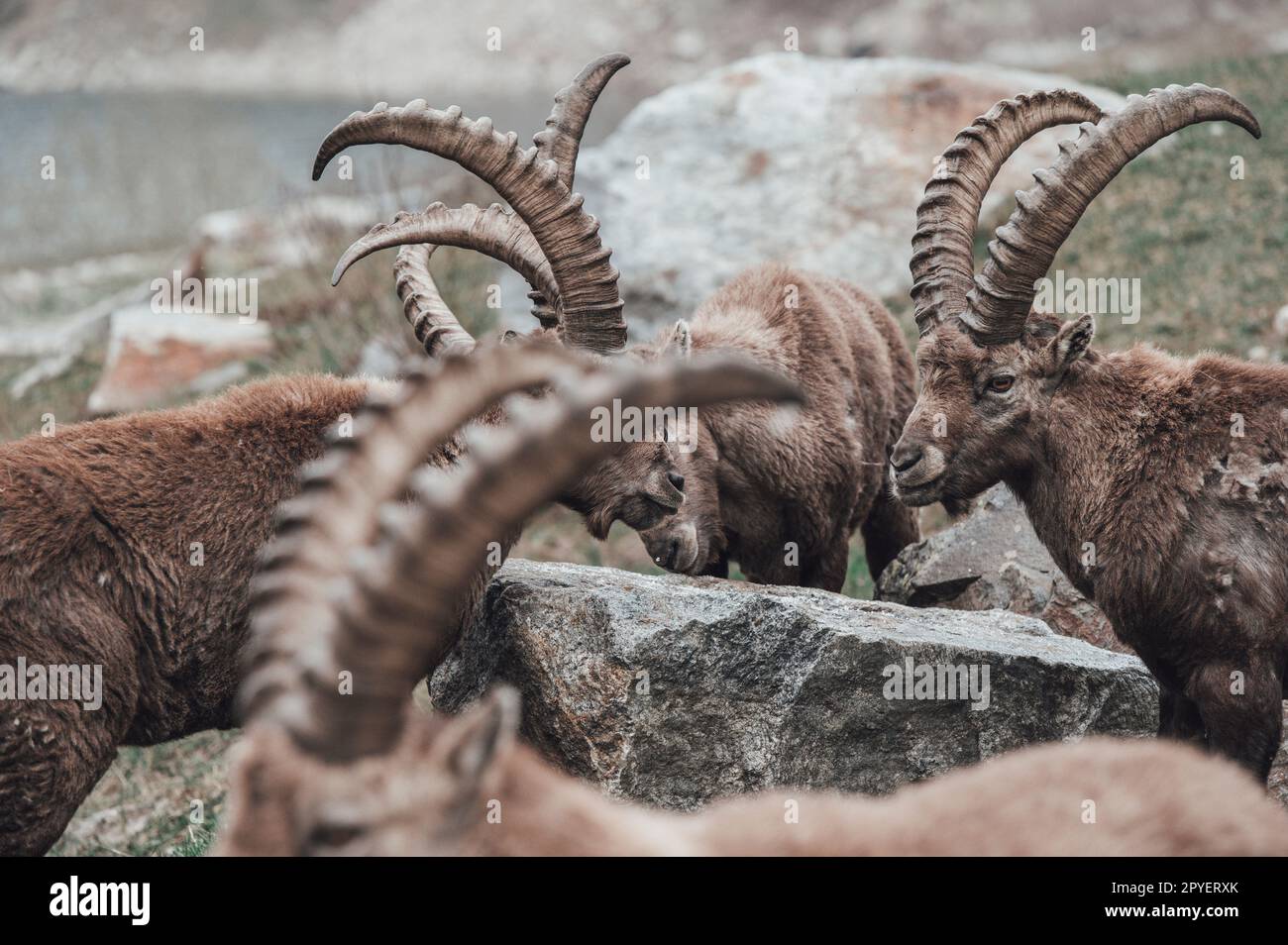 Troupeau d'ibexes dans la haute vallée de Gesso, Cuneo (Piémont, Italie) Banque D'Images