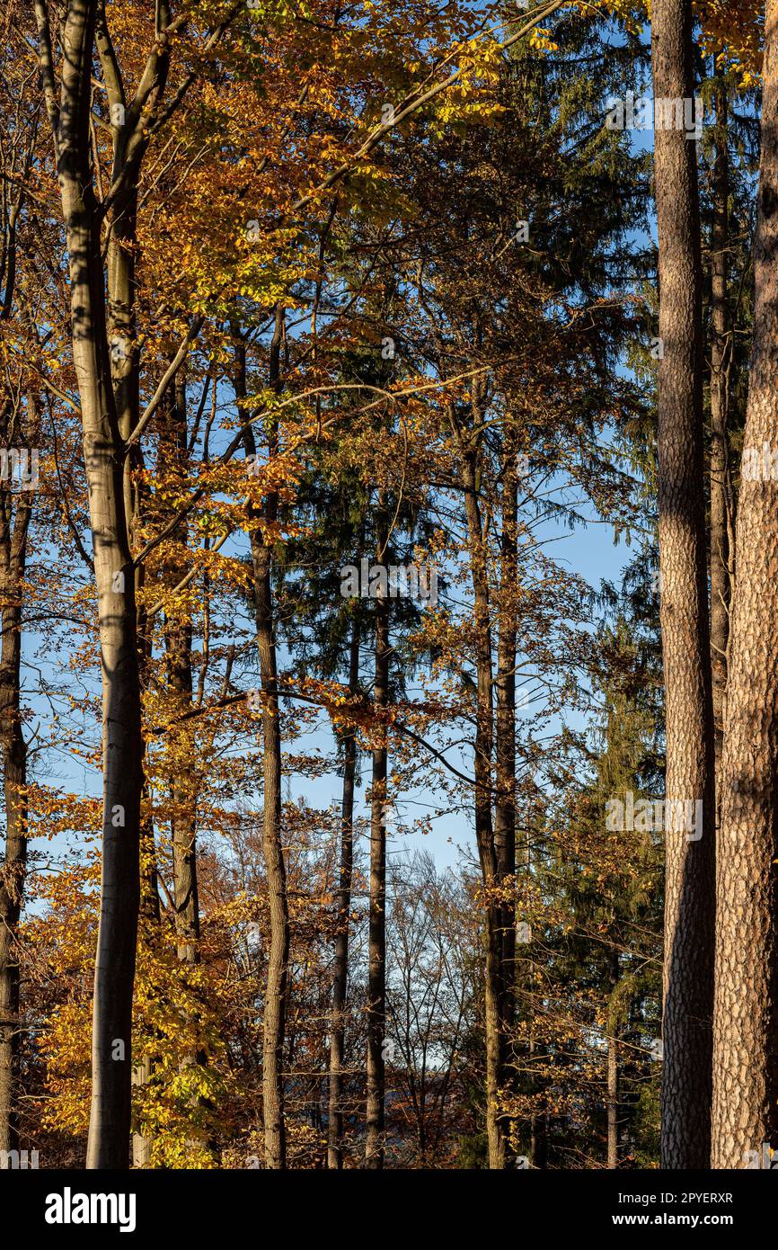 La forêt d'automne colorée avec des feuilles jaunes d'or Banque D'Images