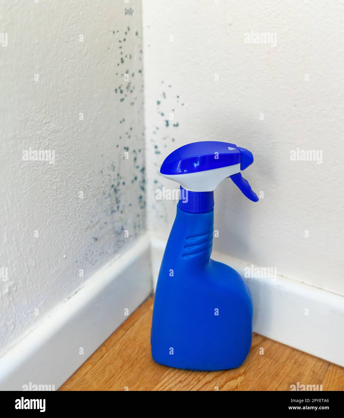 Spray anti-moisissure pour l'élimination du moule. Banque D'Images