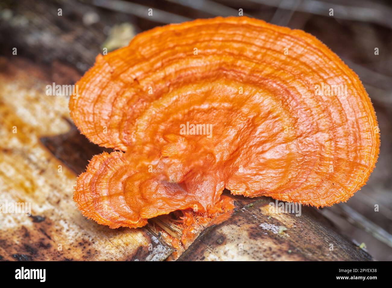 gros plan du champignon polypore cinnabar Banque D'Images