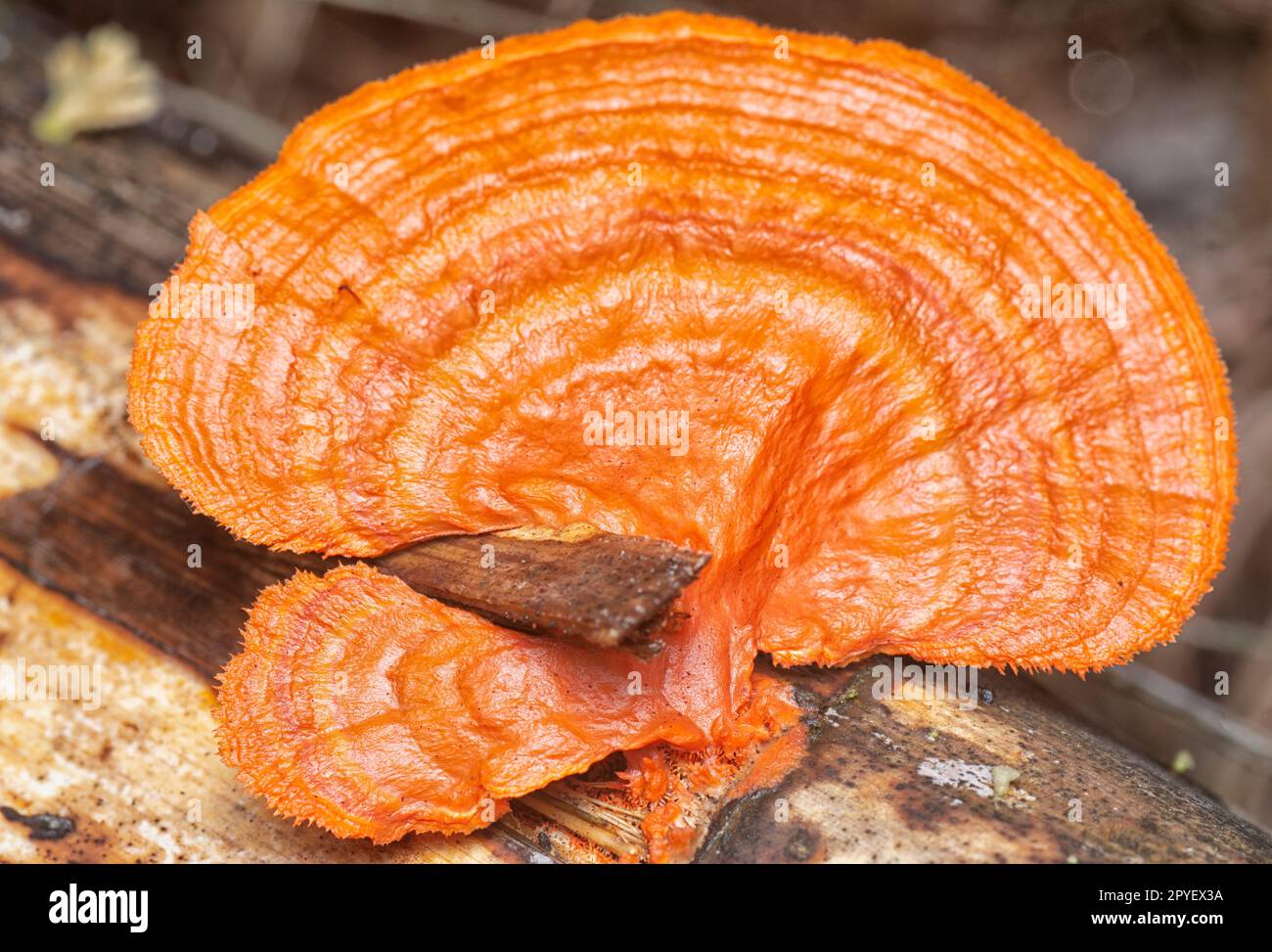 gros plan du champignon polypore cinnabar Banque D'Images