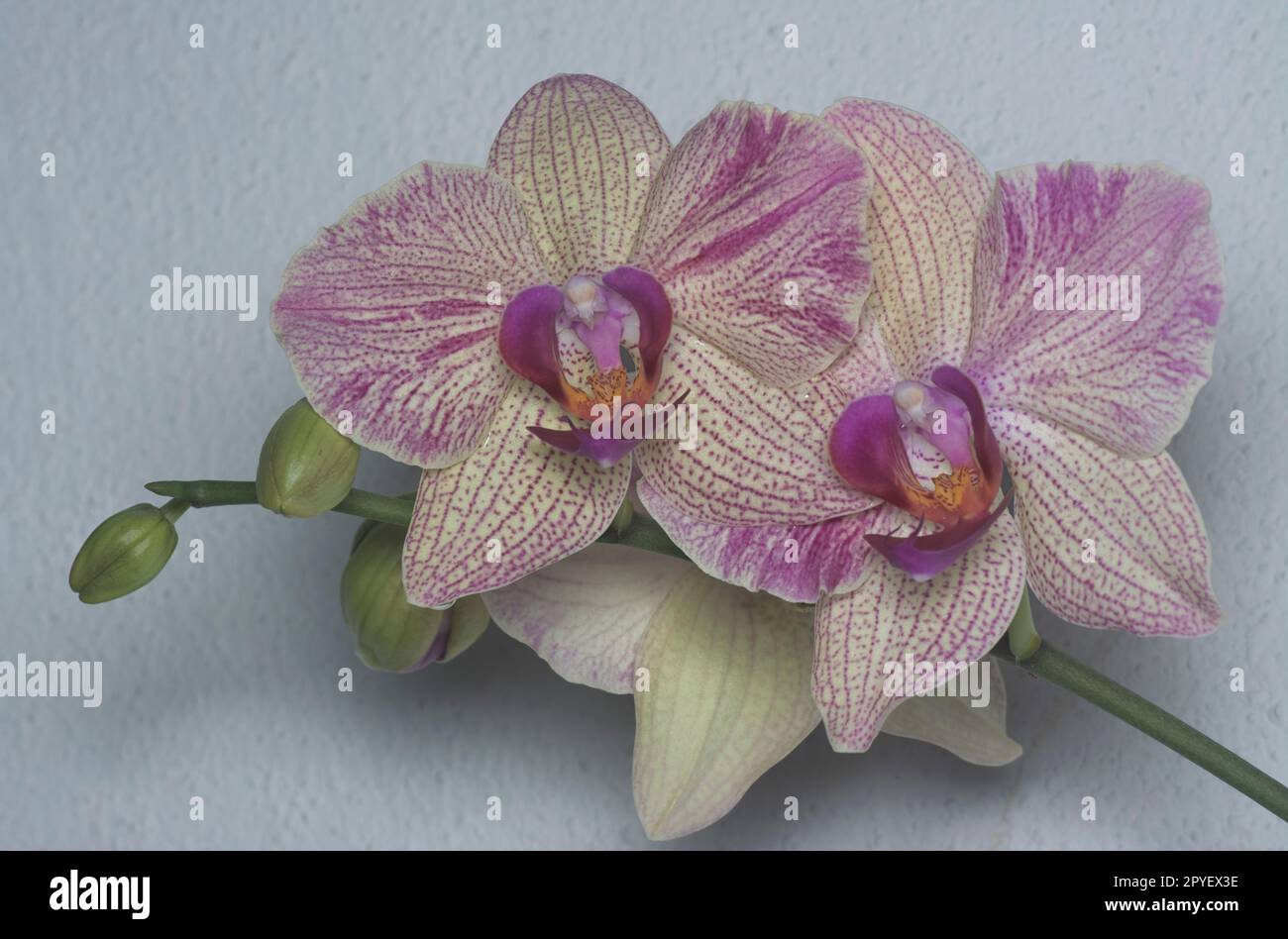 Gros plan de l'orchidée de la Moth à grandes lèvres Phalaenopsis Yu-PIN. Banque D'Images