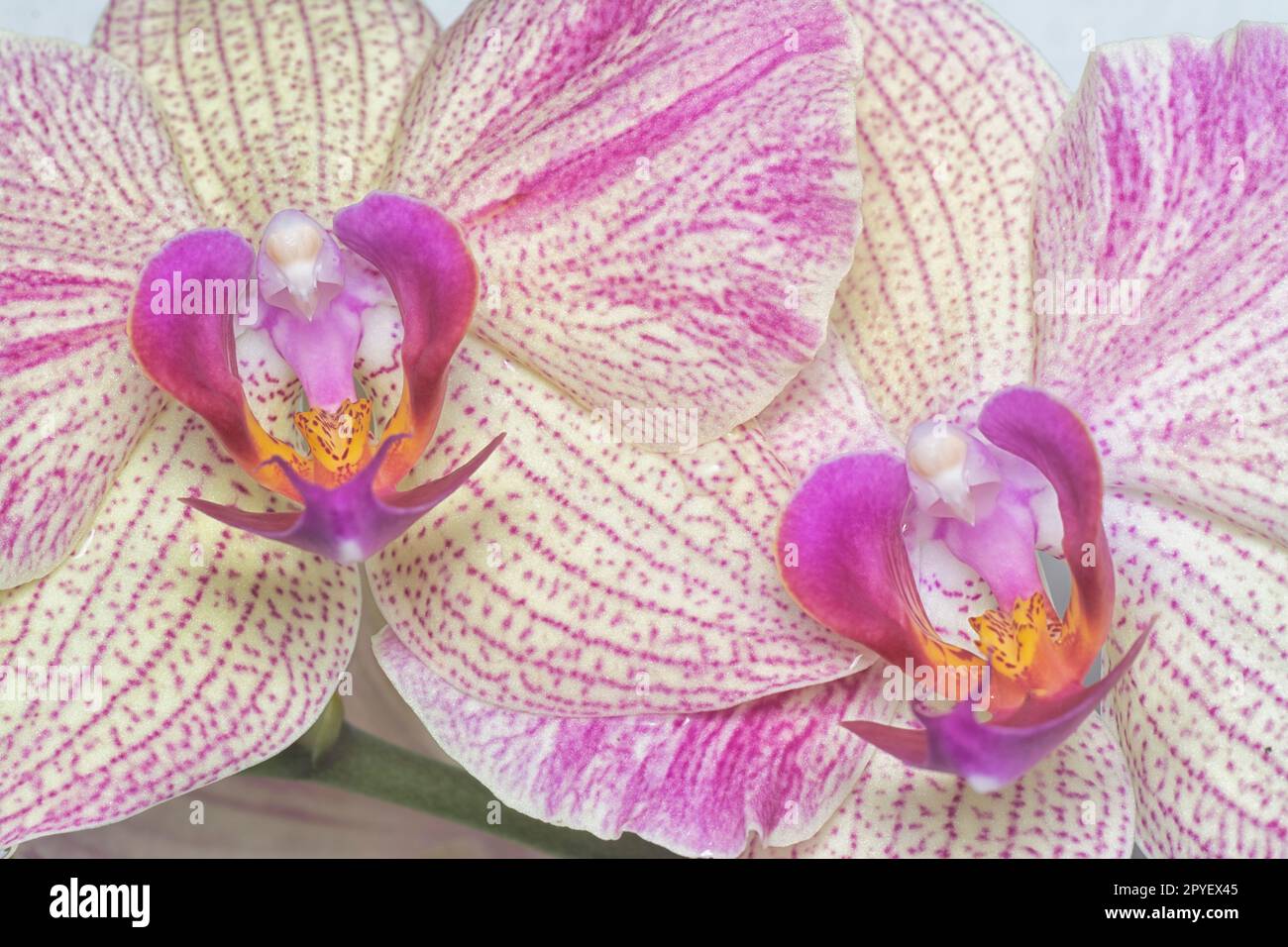 Gros plan de l'orchidée de la Moth à grandes lèvres Phalaenopsis Yu-PIN. Banque D'Images