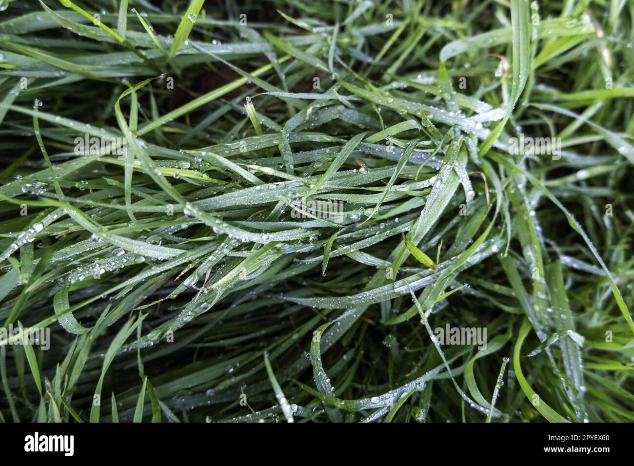 Herbe verte mouillée par la rosée Banque D'Images