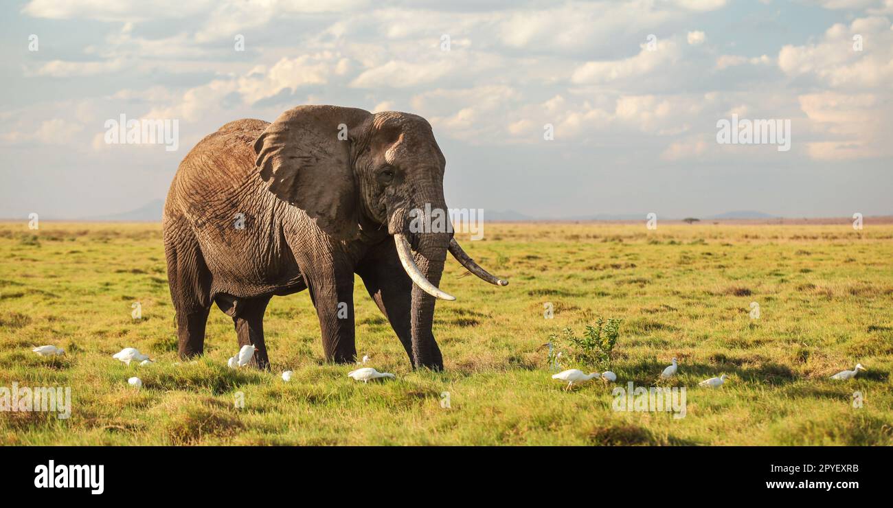 Bush africain elephant (Loxodonta africana) marcher dans l'herbe de la savane basse, héron blanc oiseaux à ses jambes. Grande bannière, fond de safari. Banque D'Images