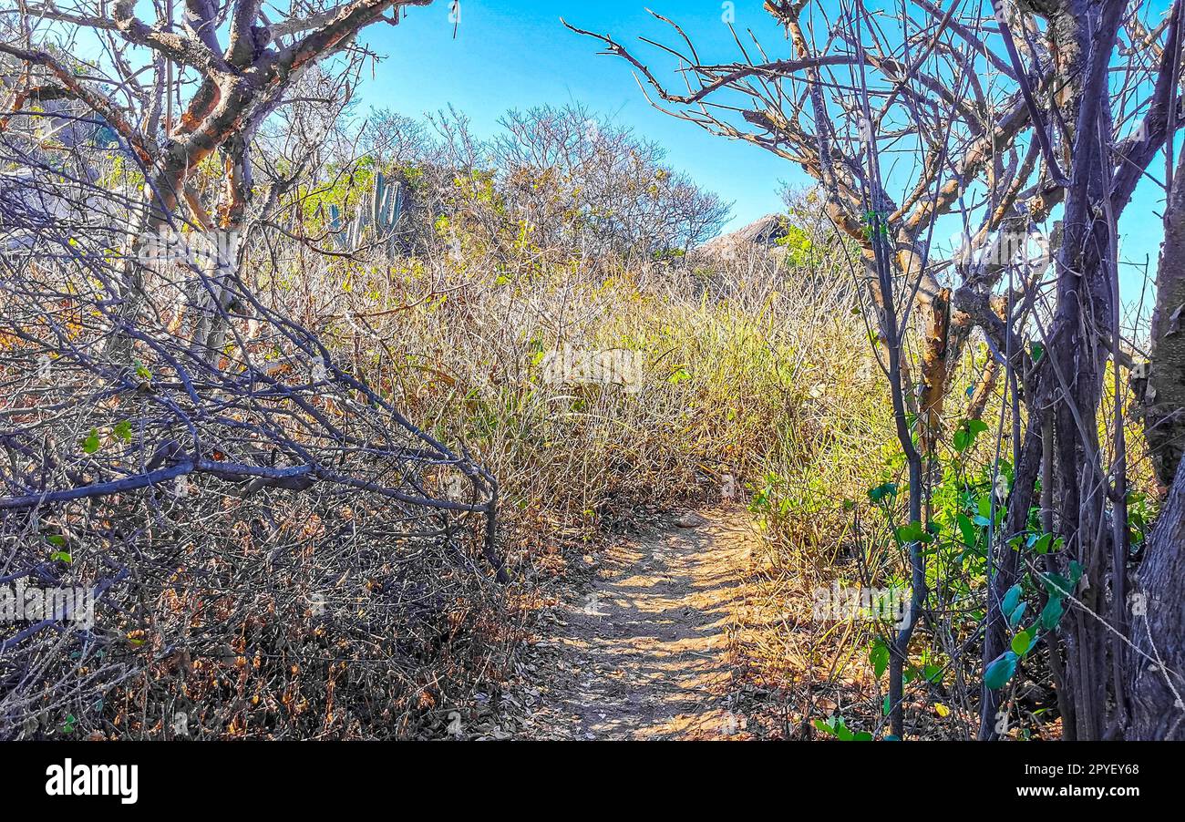Rochers falaises envahis par la nature plantes arbres arbustes fleurs cactus. Banque D'Images