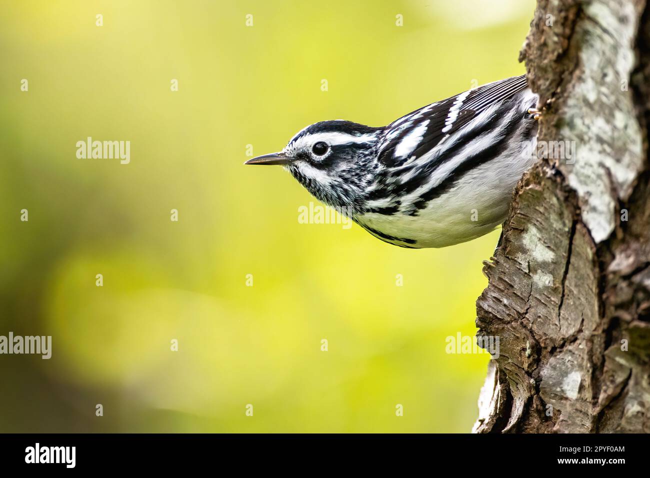 Paruline noire et blanche mâle en cours de migration au printemps Banque D'Images