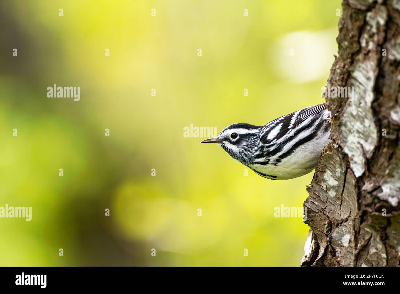 Paruline noire et blanche mâle en cours de migration au printemps Banque D'Images