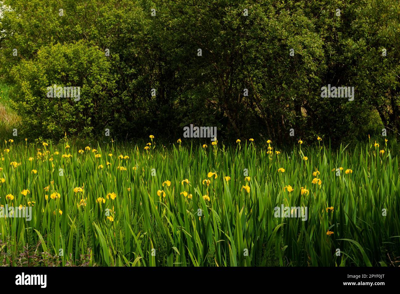 Iris jaune poussant sur l'île Whiddy sur la voie de l'Atlantique sauvage à West Cork en Irlande Banque D'Images