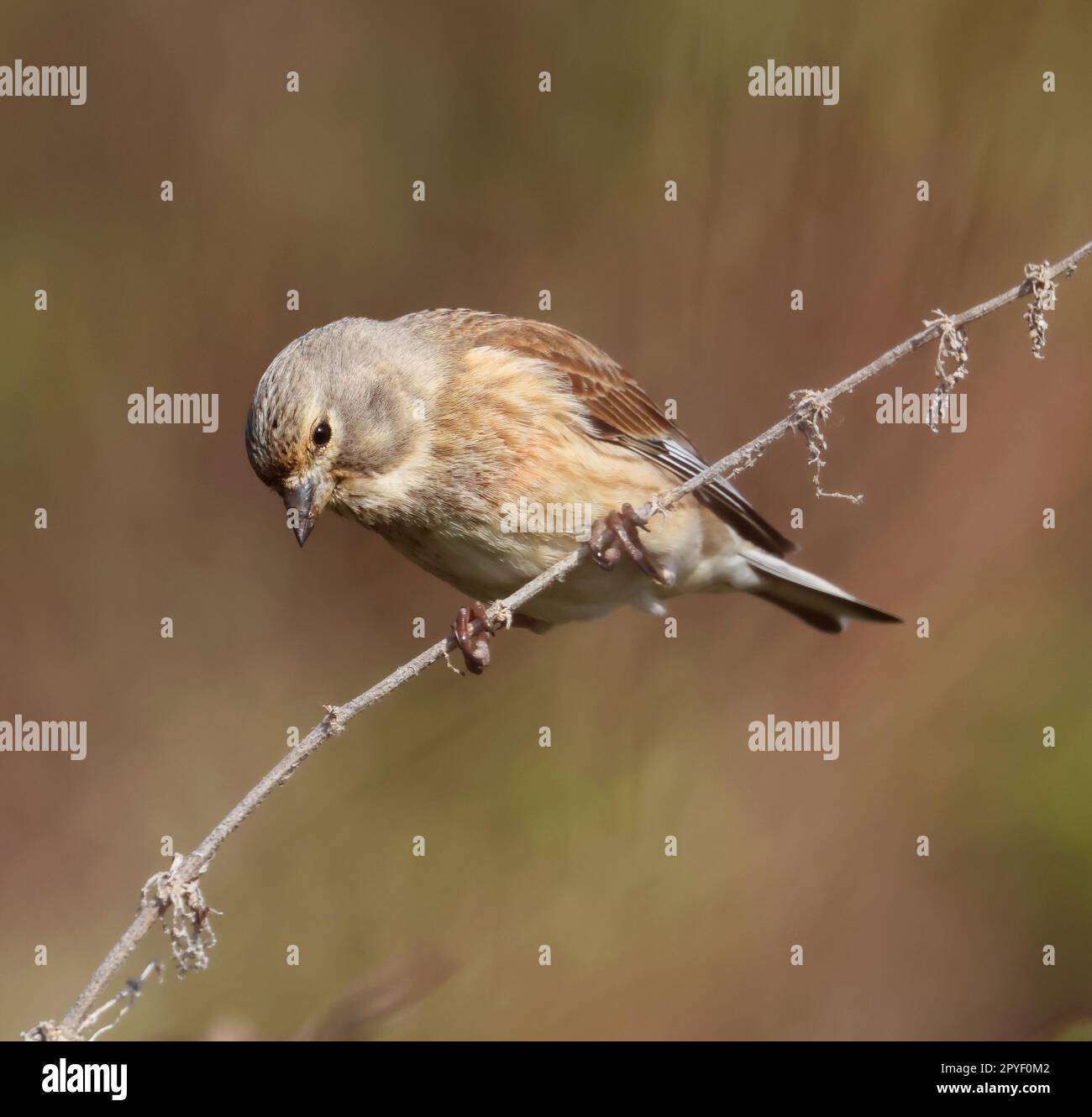 Linnet un oiseau agricole commun dans le Cotswold Hills Gloucestershire Royaume-Uni Banque D'Images