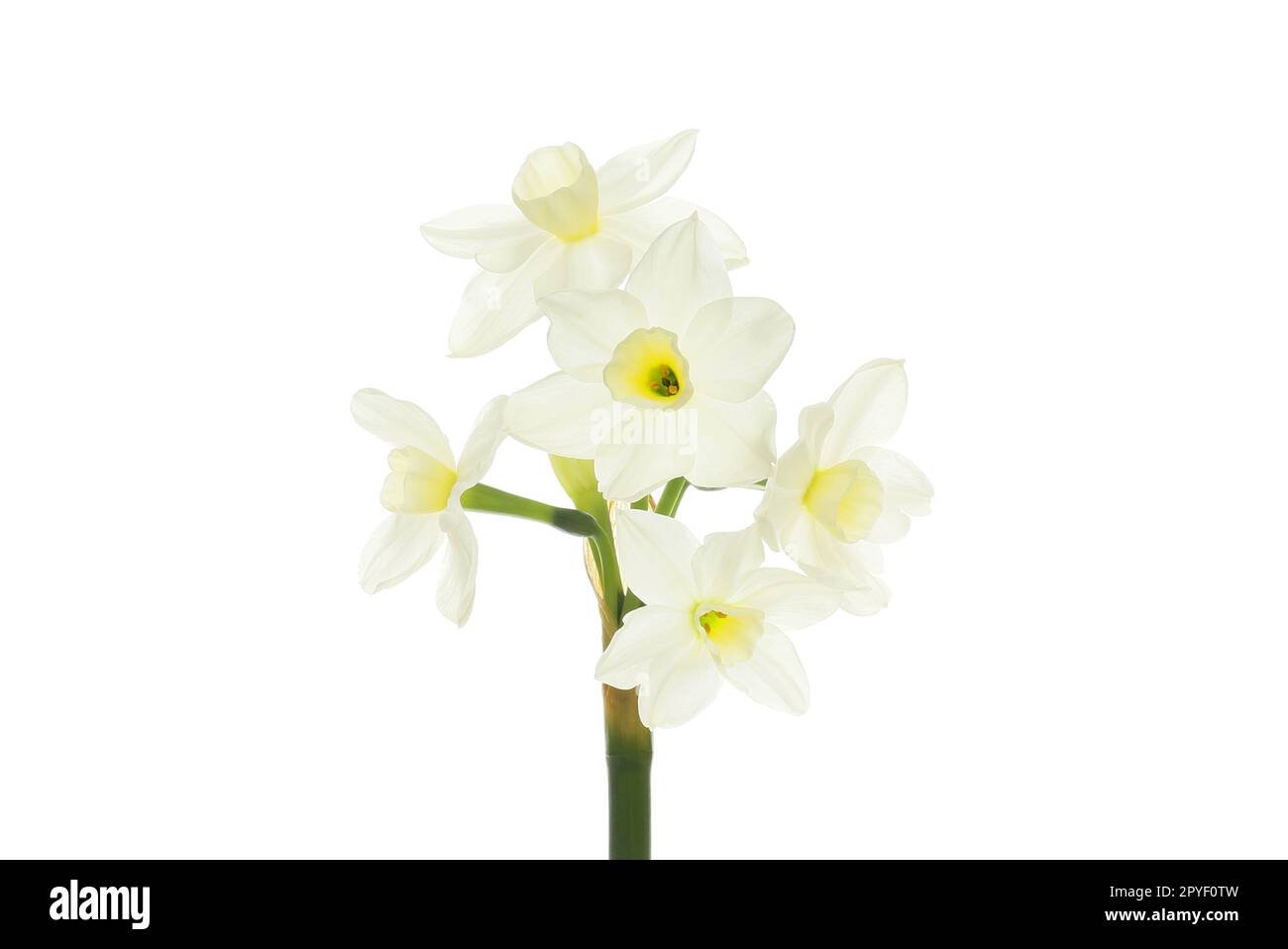 Narcisse blanc fleurs isolées sur fond blanc Banque D'Images