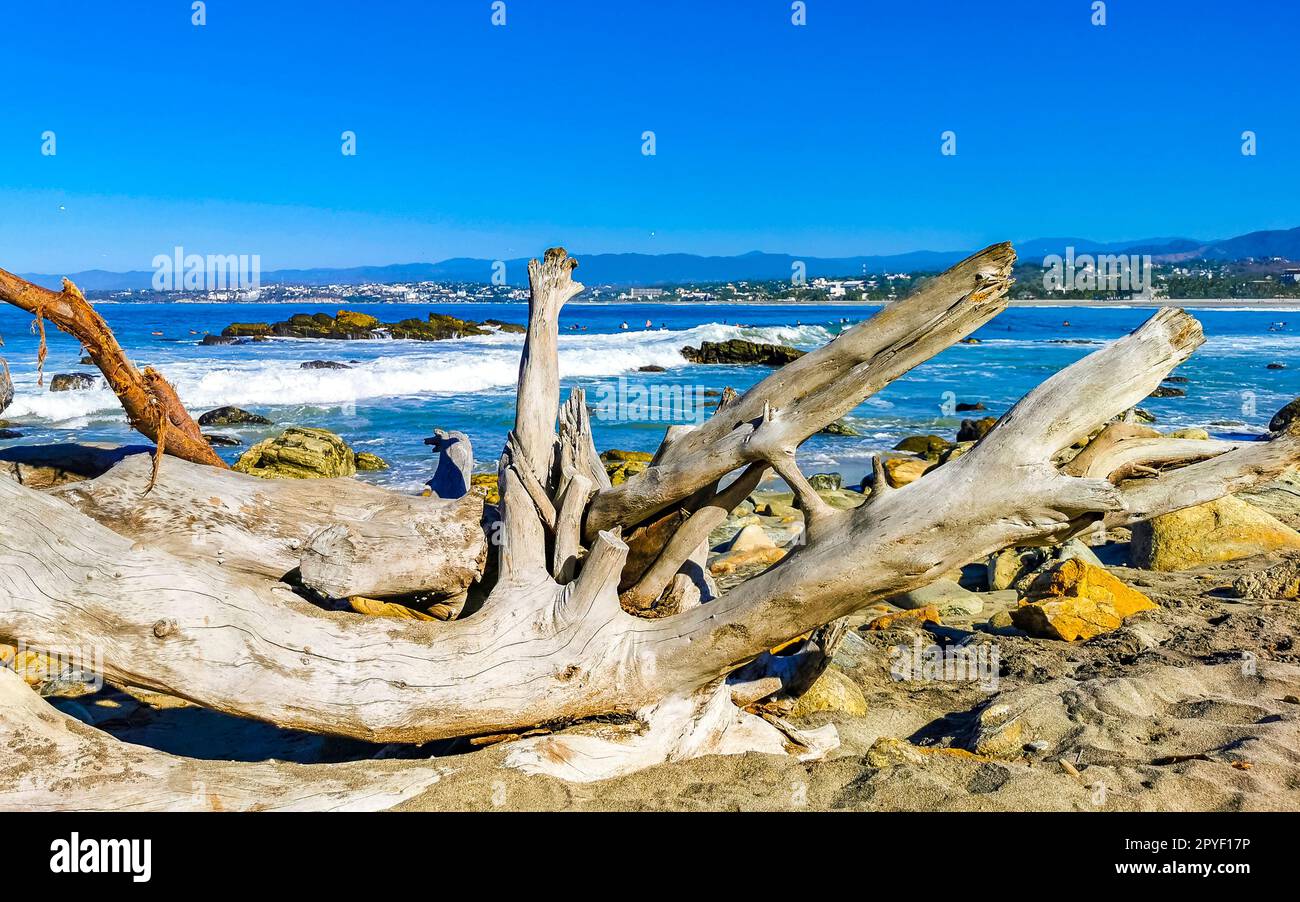 Belle plage du pacifique avec le bois de tronc d'arbre lavé au Mexique. Banque D'Images