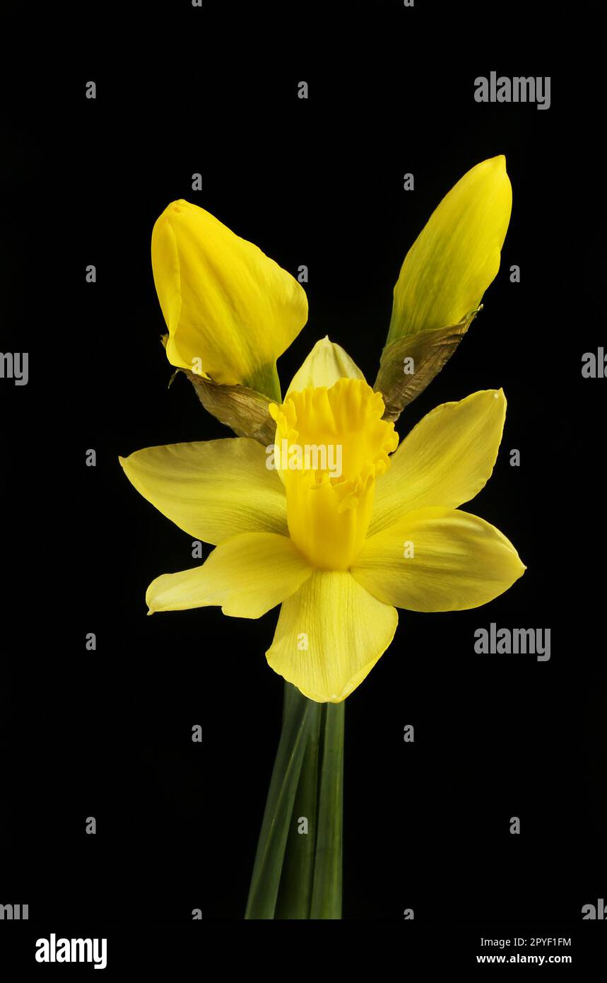 Fleur de Daffodil et bourgeons isolés contre le noir Banque D'Images