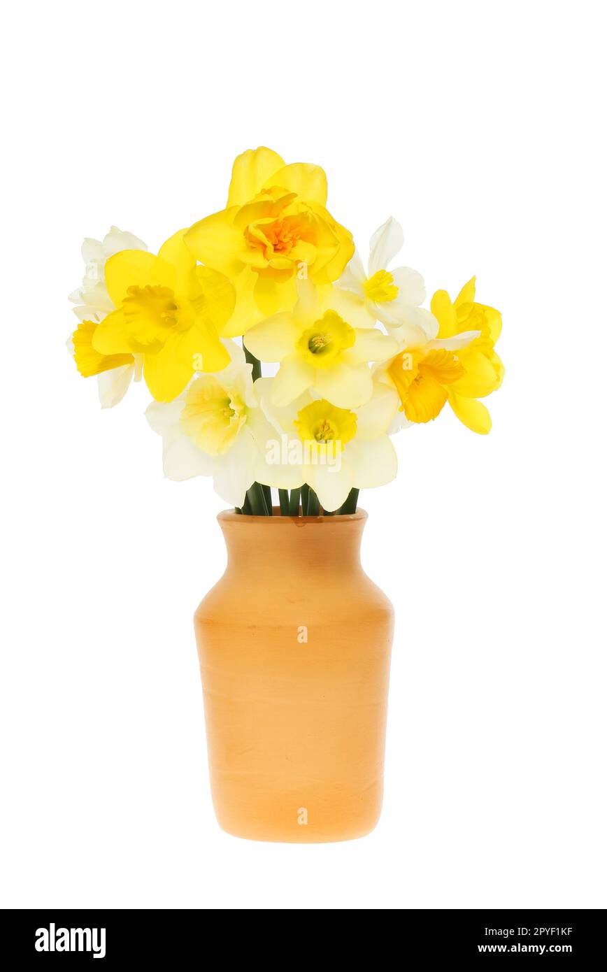 Arrangement de fleurs de jonquille mélangées dans un vase en terre cuite isolé sur fond blanc Banque D'Images
