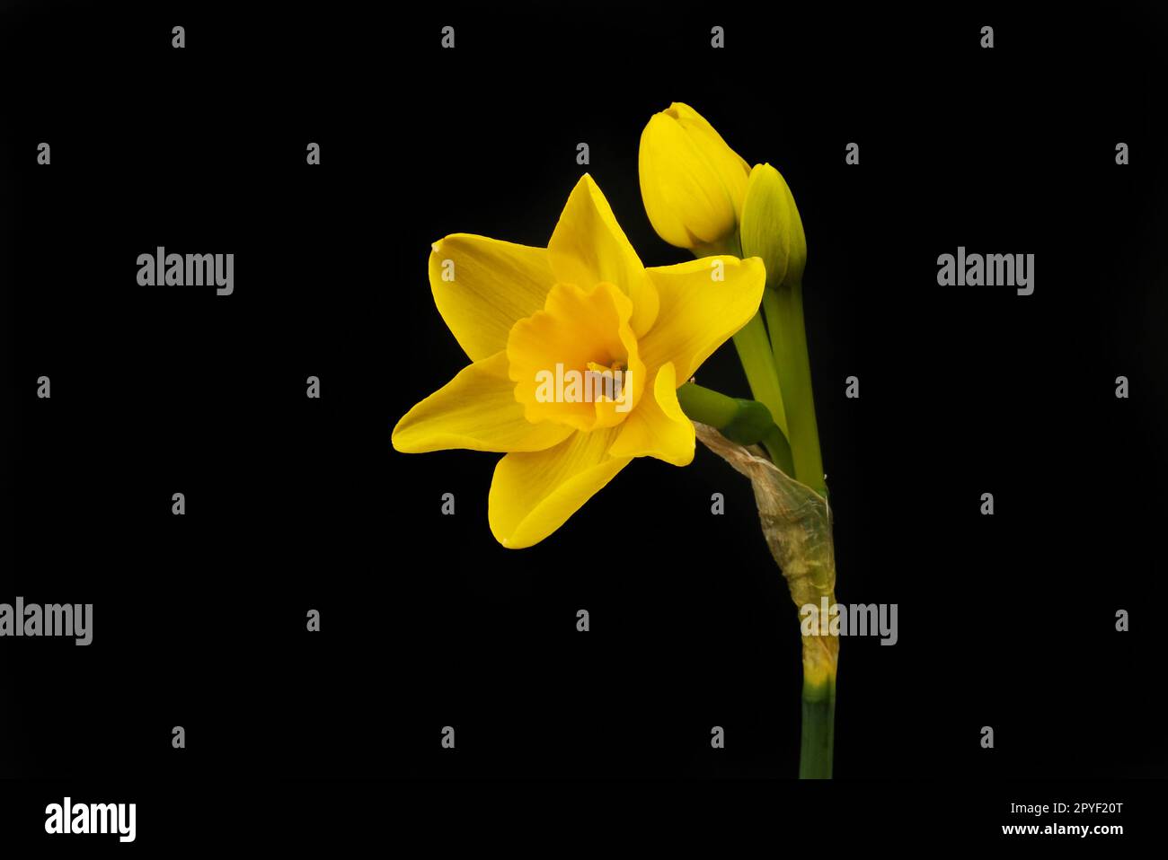 Narcisse jaune doré fleur et bourgeons isolés contre blanc Banque D'Images