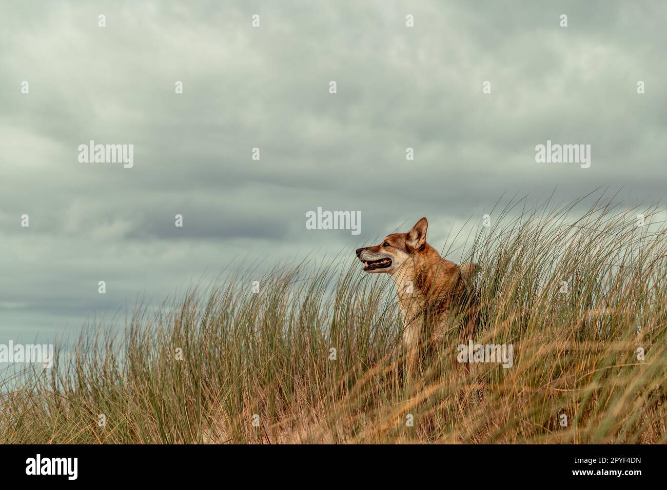 Portrait d'un chien de chasse tchécoslovaque dans un paysage de dunes Banque D'Images