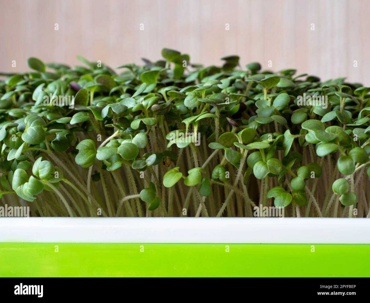 Gros plan de microgreens de brocoli poussant dans un plateau en plastique Banque D'Images