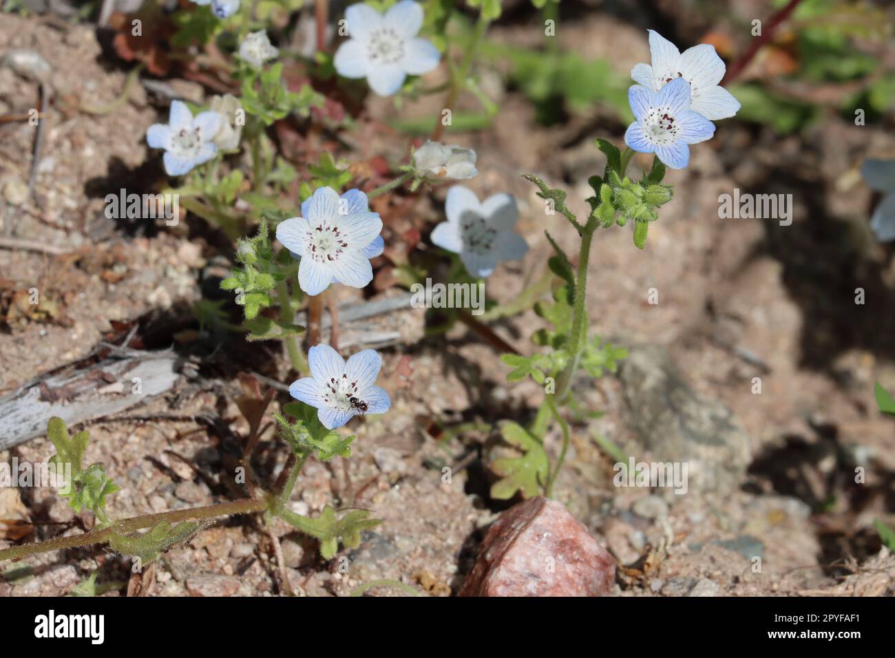 Baby Blue Eyes, Nemophila menziesii, affichant des fleurs printanières dans les montagnes de Santa Monica, une année indigène avec des inflorescences solitaires de cymose. Banque D'Images