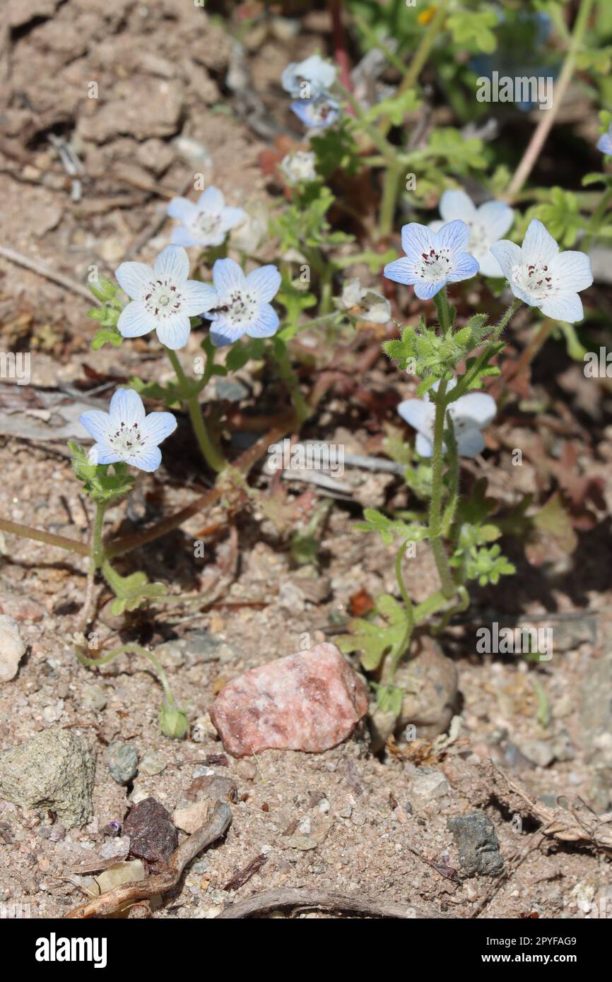 Baby Blue Eyes, Nemophila menziesii, affichant des fleurs printanières dans les montagnes de Santa Monica, une année indigène avec des inflorescences solitaires de cymose. Banque D'Images
