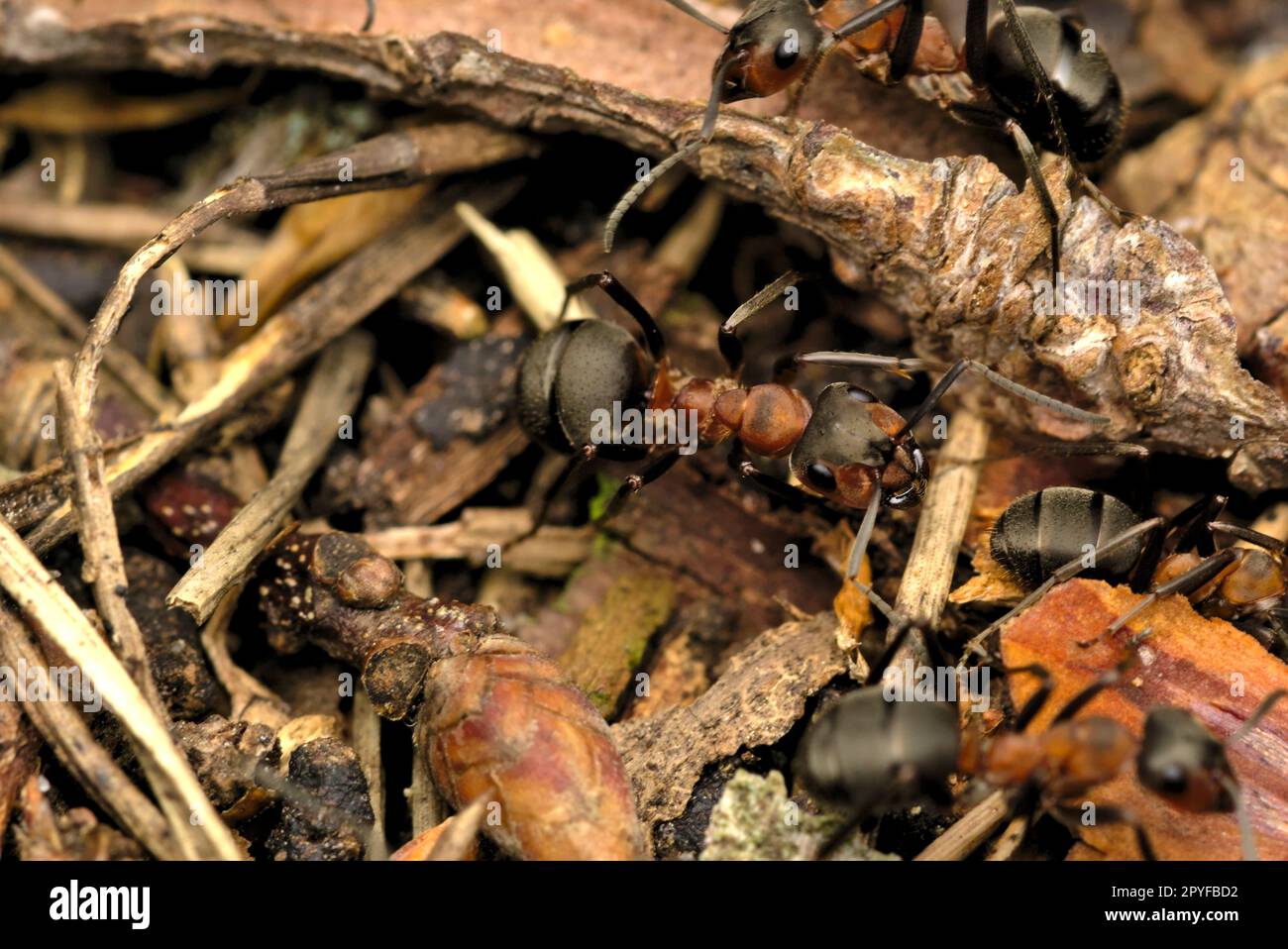 Gros plan sur une colline de fourmis de bois rouge (Formica rufa), Macro photographie, insectes, biodiversité, nature Banque D'Images