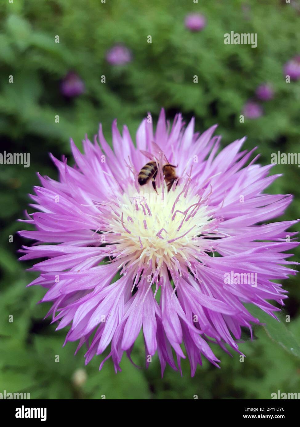 Une abeille pollinise une fleur de bleuet dans la nature Banque D'Images