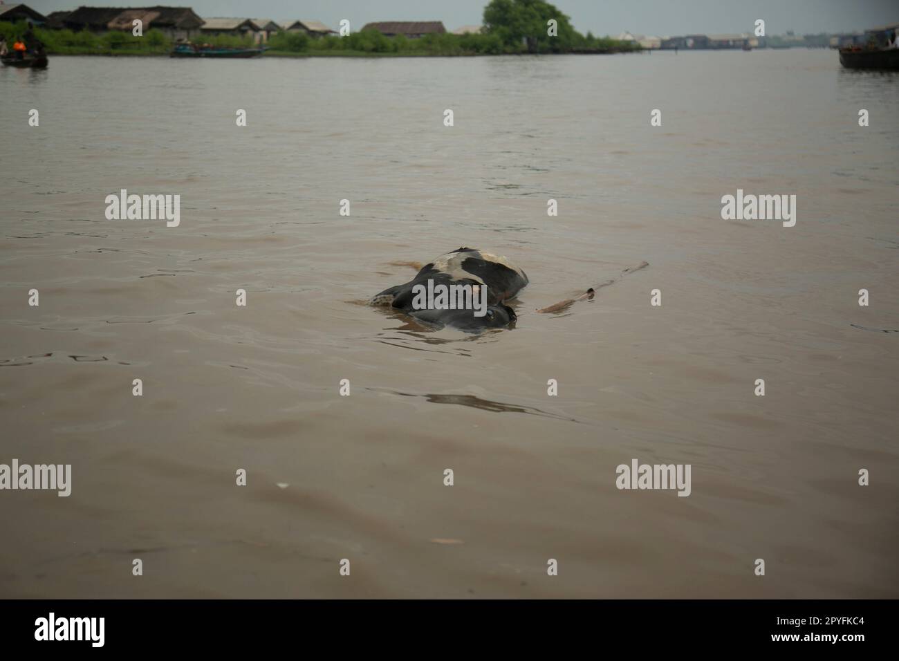 Ondo State, Nigeria - 2 mai 2023 - Une vache morte flottant sur l'eau polluée de la communauté fluviale d'Abereke d'Ilaje. Banque D'Images