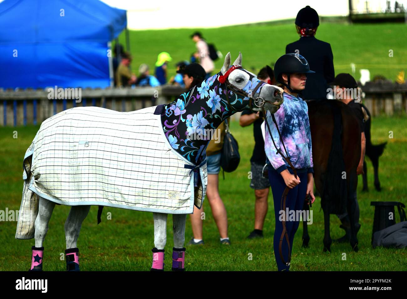 Auckland, Nouvelle-Zélande - février 2023. Un événement équestre participants: Une jeune fille et son cheval se préparant à l'action Banque D'Images