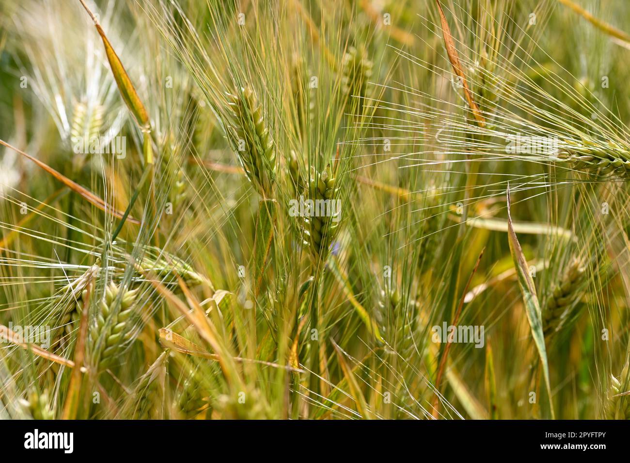 Épis de grain dans un champ Banque D'Images