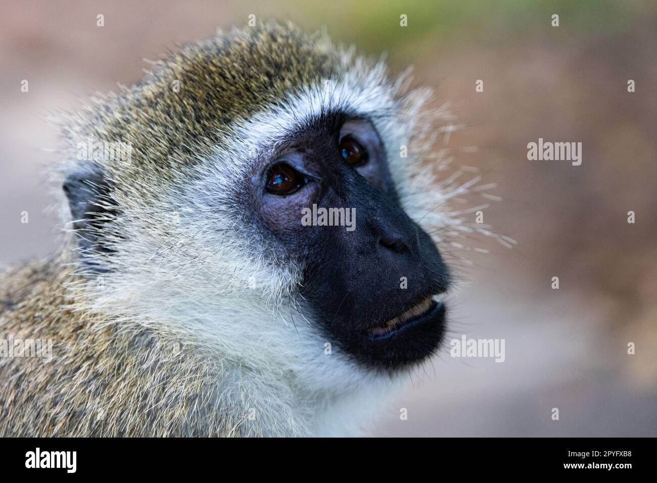 Une photo en gros plan du visage d'un singe Vervet, qui capture ses caractéristiques expressives et ses superbes motifs de fourrure Banque D'Images