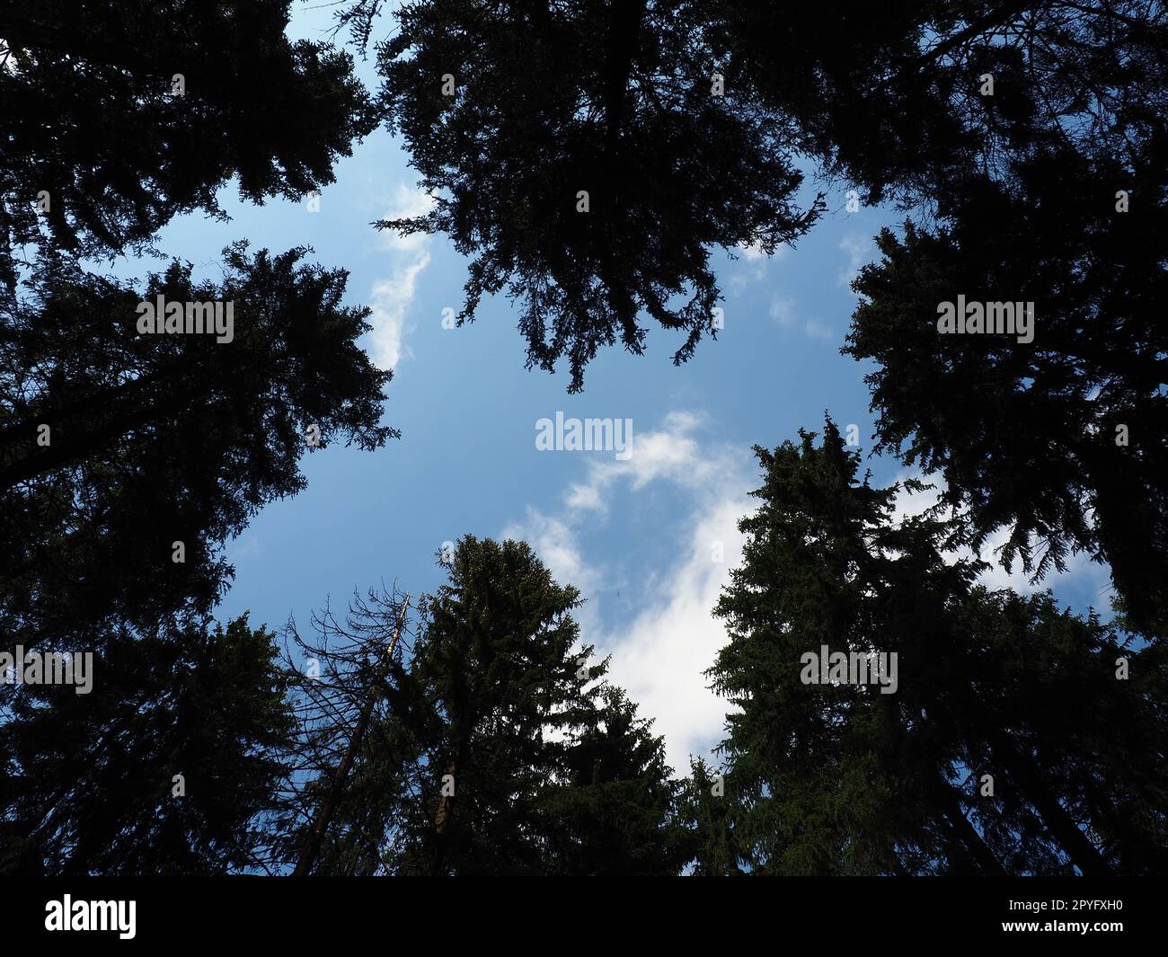 Vieux grands arbres d'épinette. Couronne d'épinette. La forêt taïga de Karelia. Troncs, branches et aiguilles d'épinette contre le ciel bleu Banque D'Images