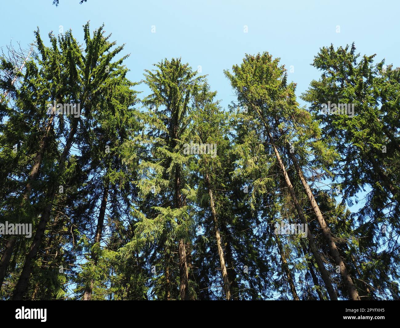 Vieux grands arbres d'épinette. Couronne d'épinette. La forêt taïga de Karelia. Troncs, branches et aiguilles d'épinette contre le ciel bleu Banque D'Images