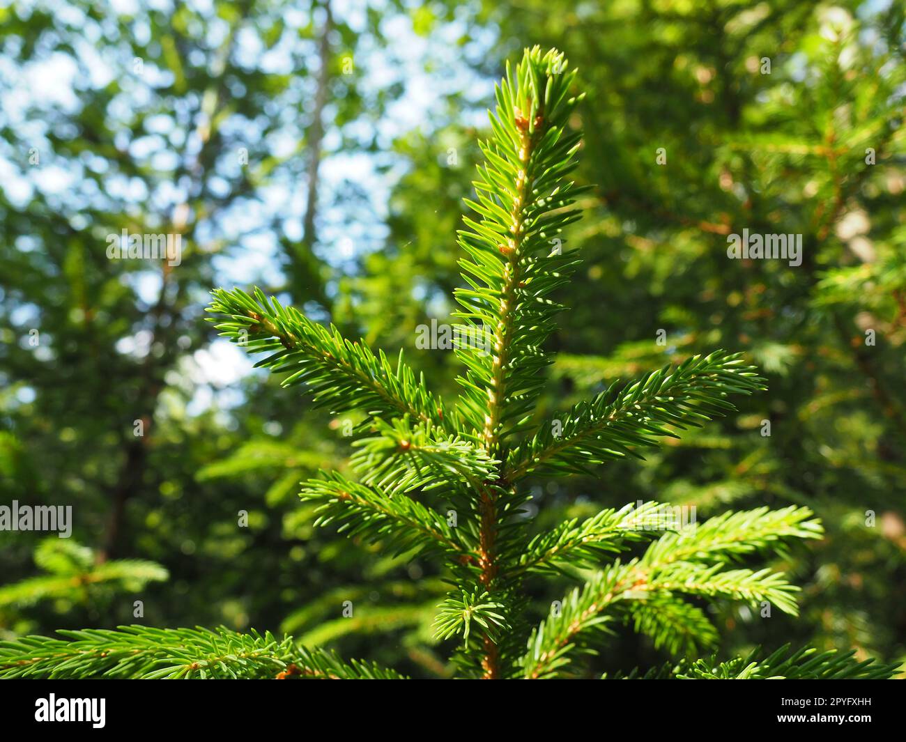 Épinette de Picea, genre de conifères à feuilles persistantes de la famille des pinacées. Forêt de conifères en Carélie. Branches et aiguilles d'épicéa. Le problème de l'écologie, de la déforestation et du changement climatique Banque D'Images