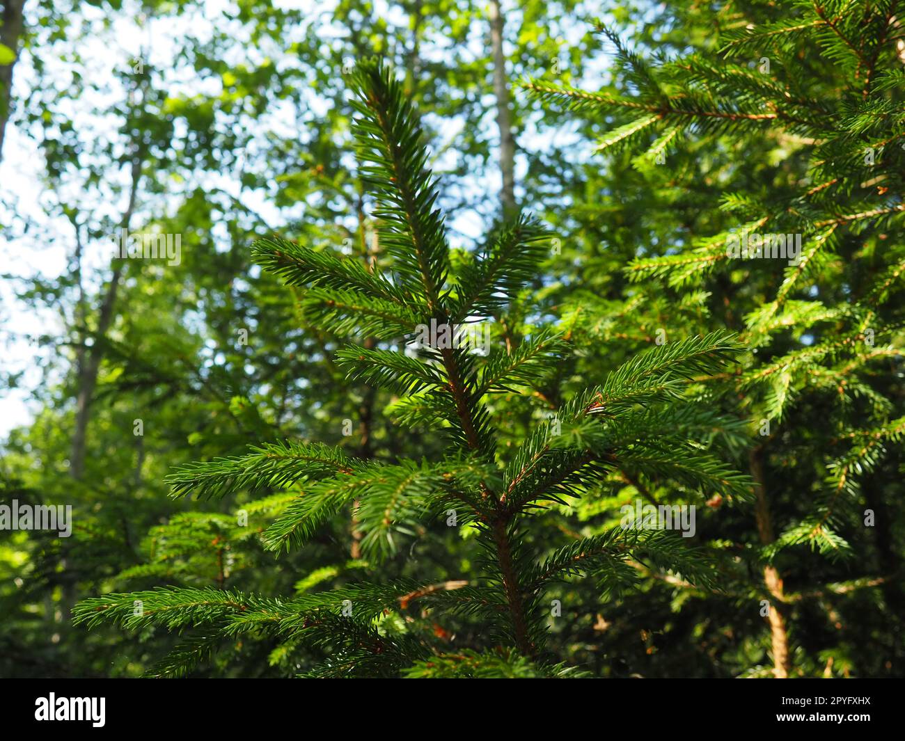 Épinette de Picea, genre de conifères à feuilles persistantes de la famille des pinacées. Forêt de conifères en Carélie. Branches et aiguilles d'épicéa. Le problème de l'écologie, de la déforestation et du changement climatique Banque D'Images