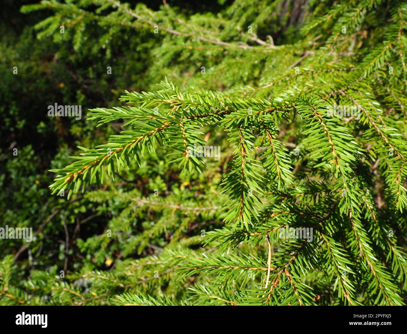 Épinette de Picea, genre de conifères à feuilles persistantes de la famille des pinacées. Forêt de conifères en Carélie. Branches et aiguilles d'épicéa. Le problème de l'écologie, de la déforestation et du changement climatique Banque D'Images