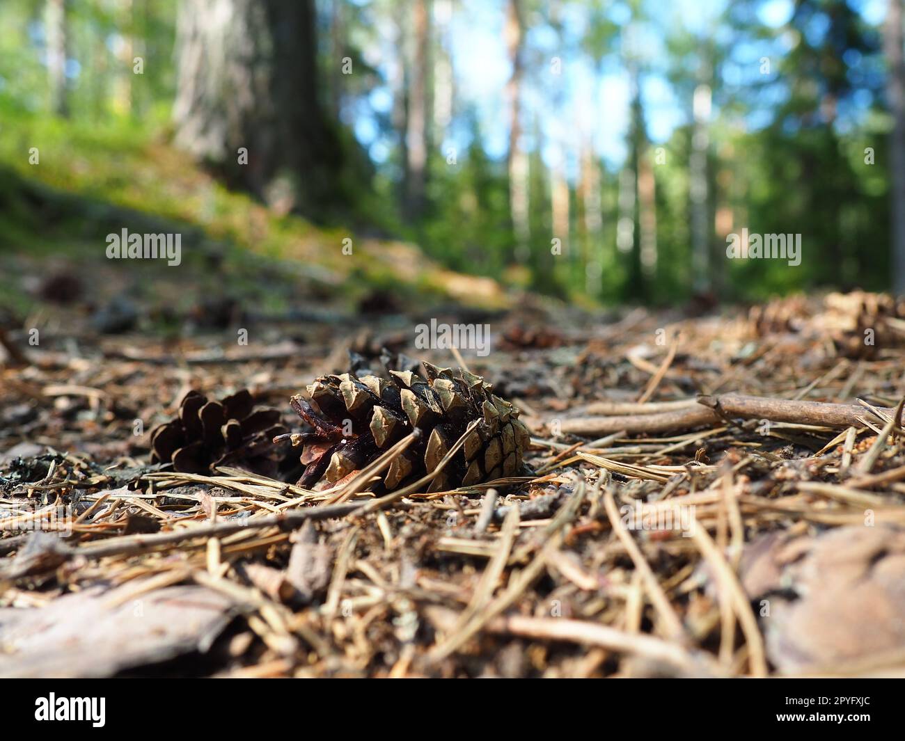 Les pommes de pin ou d'épinette reposent sur du vieux feuillage séché et sur des aiguilles de pin. gros plan. Chemin forestier dans une forêt de conifères. Arbres verts en arrière-plan. Le thème de l'écologie et de la conservation des forêts Banque D'Images