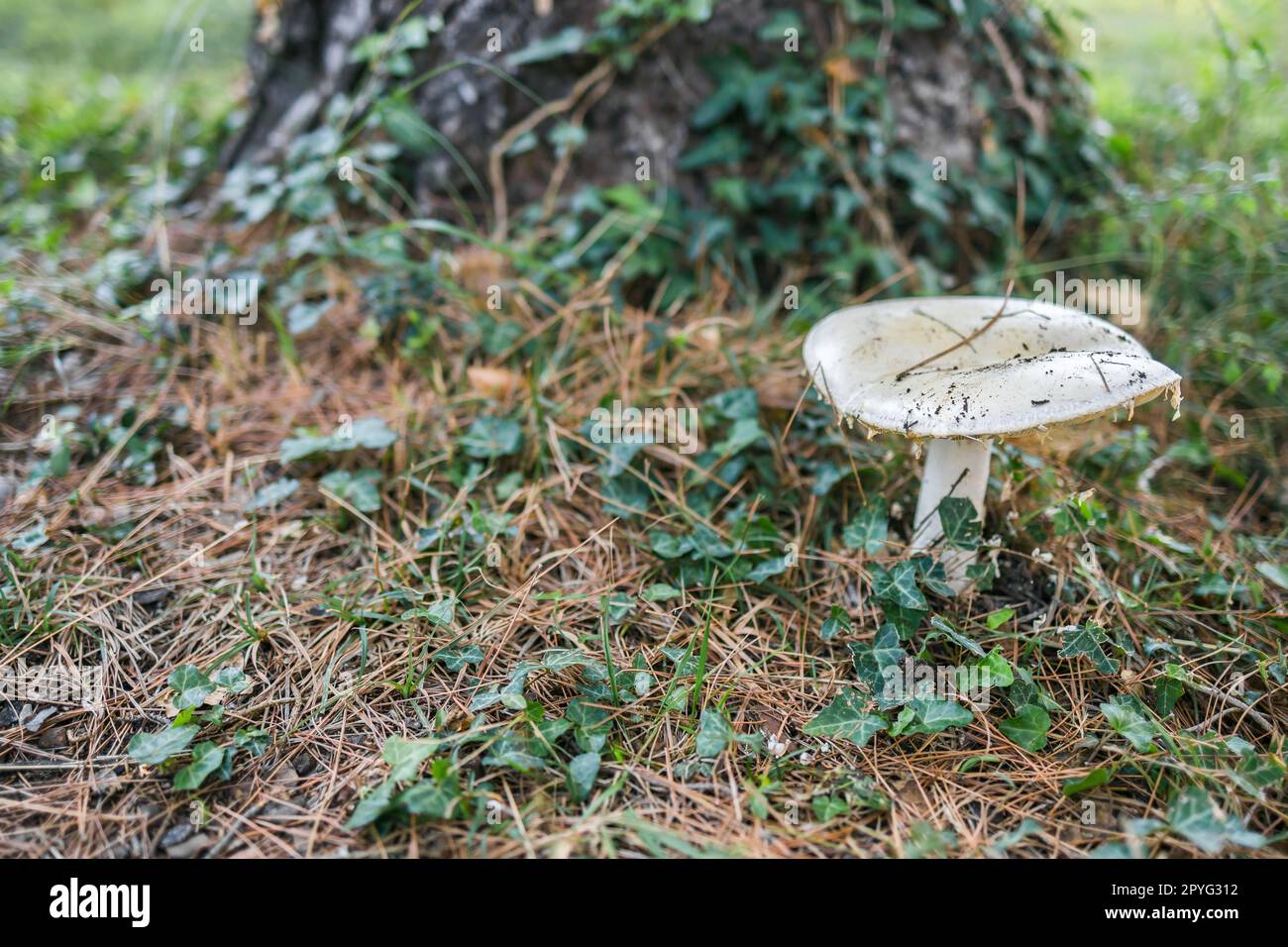 Champignon mûr dans la scène forestière d'été. Macrophotographie de champignon. Culture et cueillette de champignons naturels. Activité écotouristique. Copier l'espace et l'espace vide pour le texte Banque D'Images