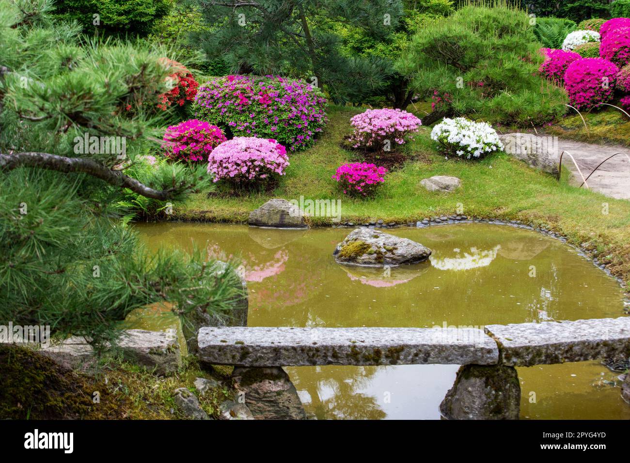 Paysage étonnant avec des buissons de rhododendron (azalea) en fleurs roses, rouges et blanches