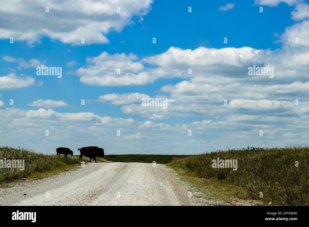 Silhouette de deux buffles traversant la route encore un beau ciel avec des nuages blancs moelleux Banque D'Images