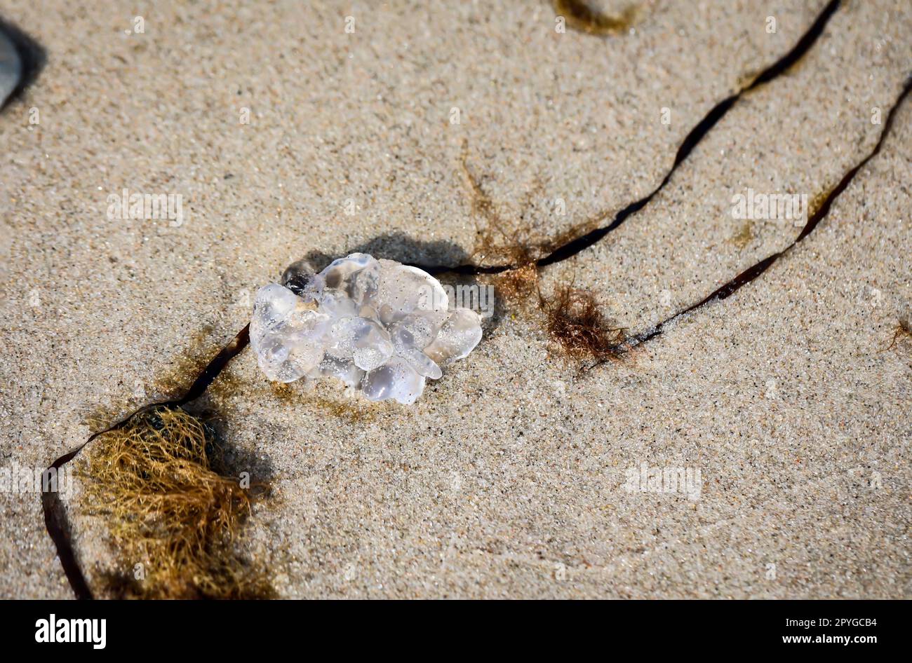 Les restes d'une méduse échouée sur la plage de la mer Baltique. Banque D'Images