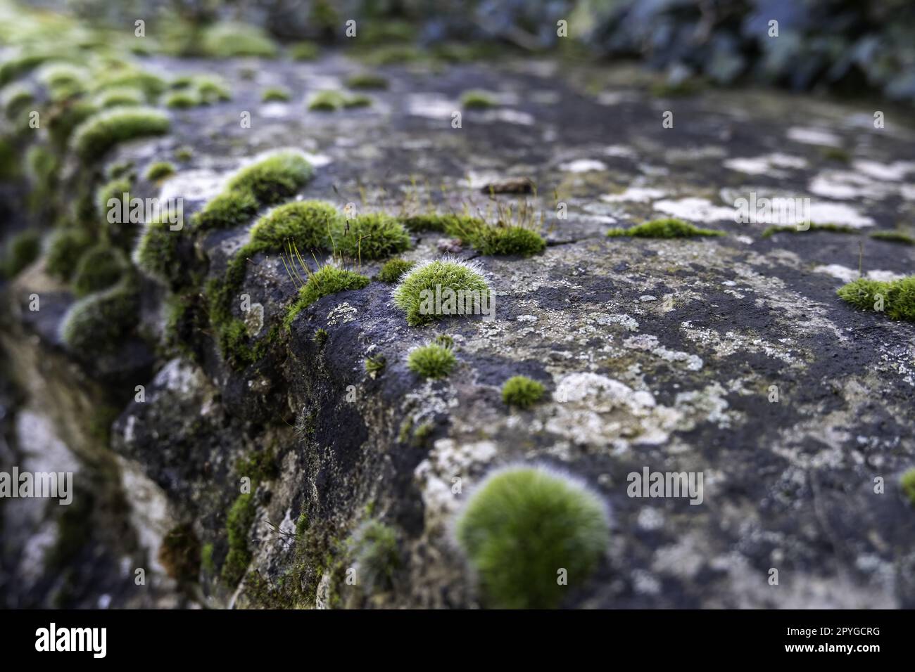 Mur de ciment avec mousse Banque D'Images