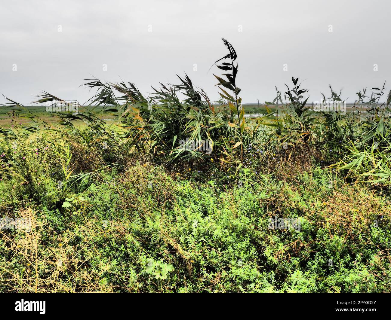 Roseau commun, ou roseau du sud, Phragmites australis, une grande herbe vivace du genre Reed. Flore de l'estuaire. Plante aimant l'humidité. Sols avec eaux souterraines proches. Temps orageux. Banque D'Images