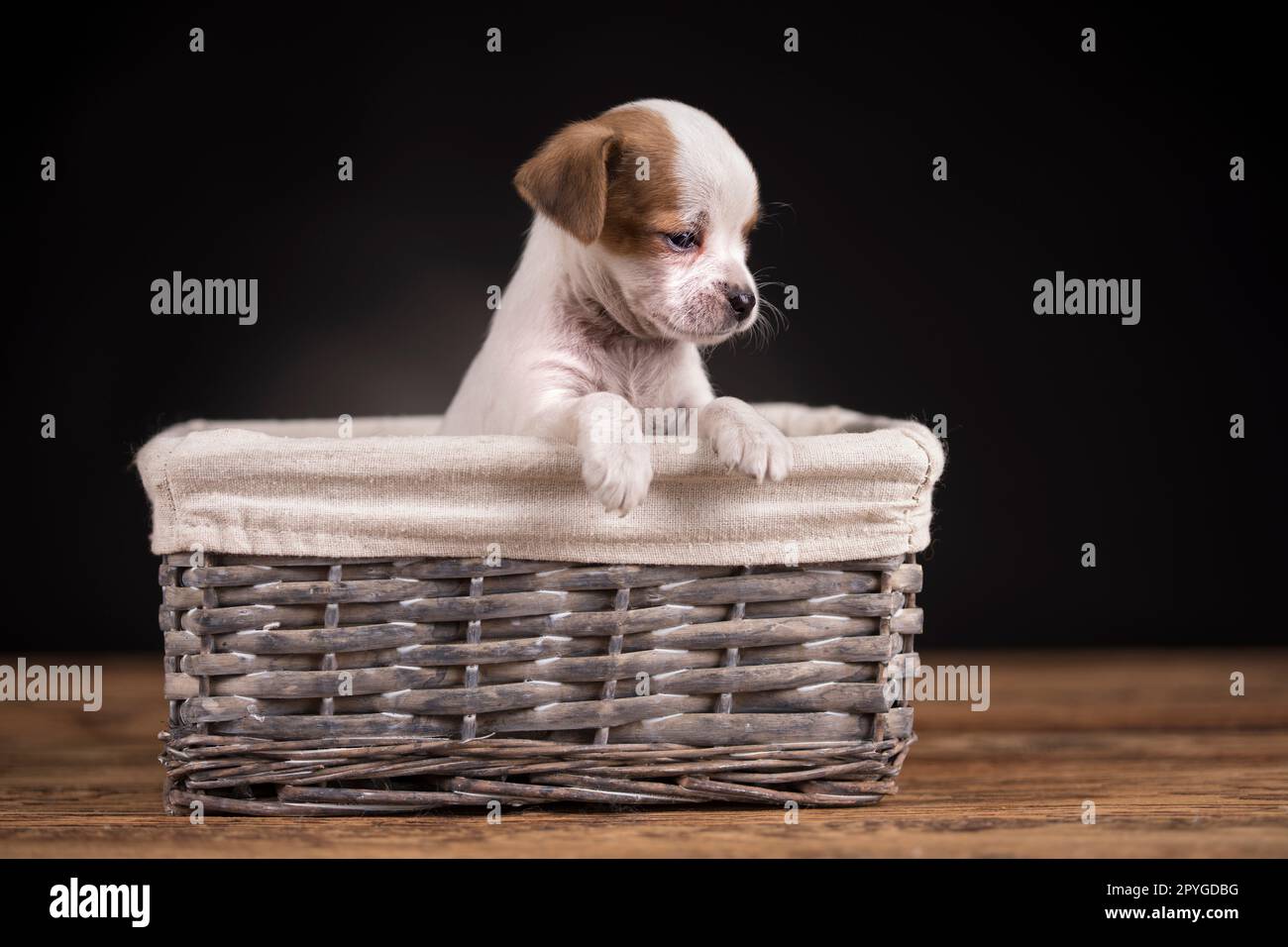 Petit chien dans un panier en osier Banque D'Images