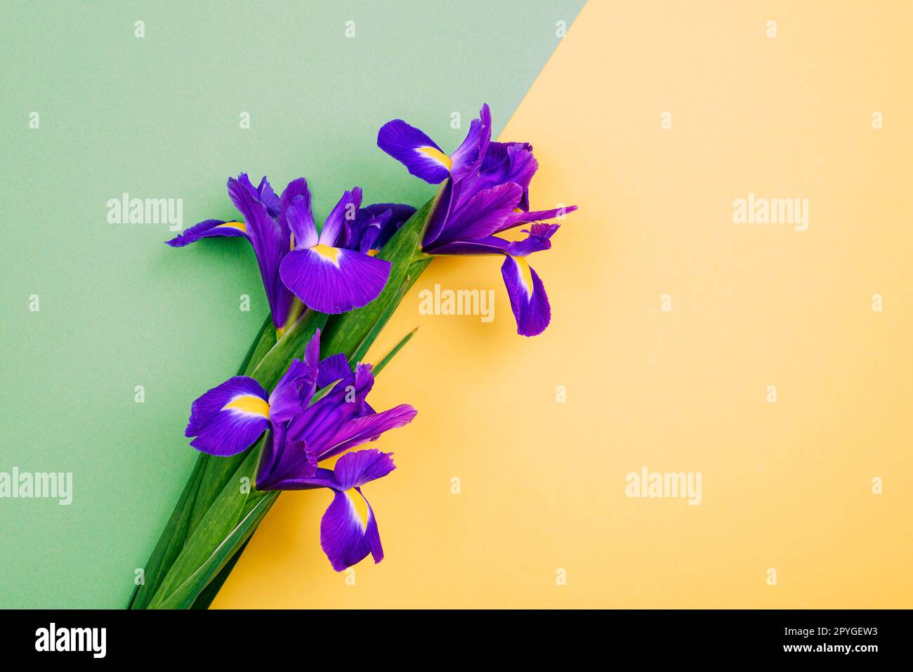 Fleurs de l'iris bleu sur fond jaune et vert avec espace de copie. Vue de dessus, plan d'agencement. Banque D'Images