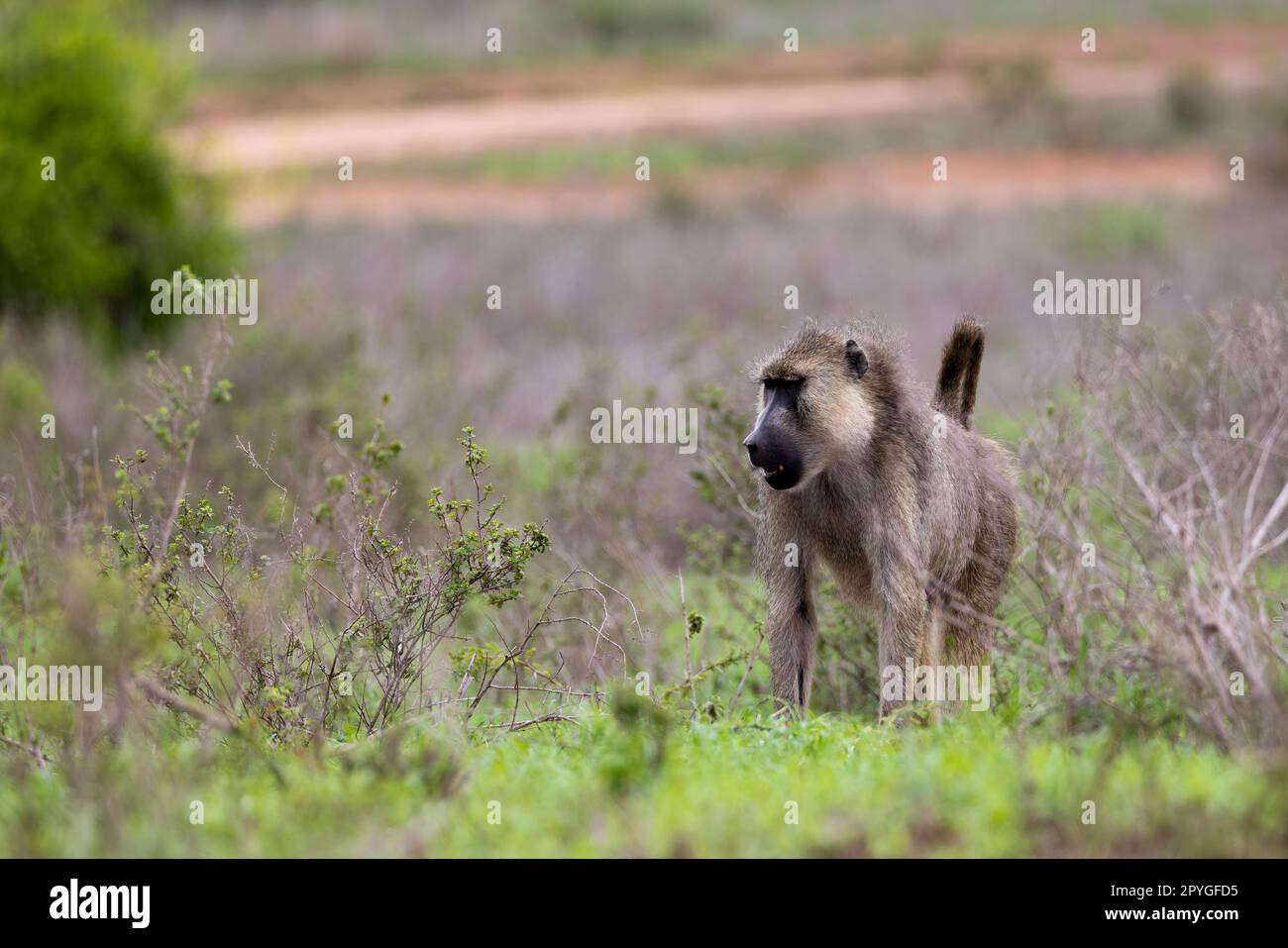 Une photo en gros plan d'un babouin jaune marchant sur la route rouge de la réserve kenyane Tsavo East. La fourrure du babouin est jaune d'or, et sa caractéristique f Banque D'Images