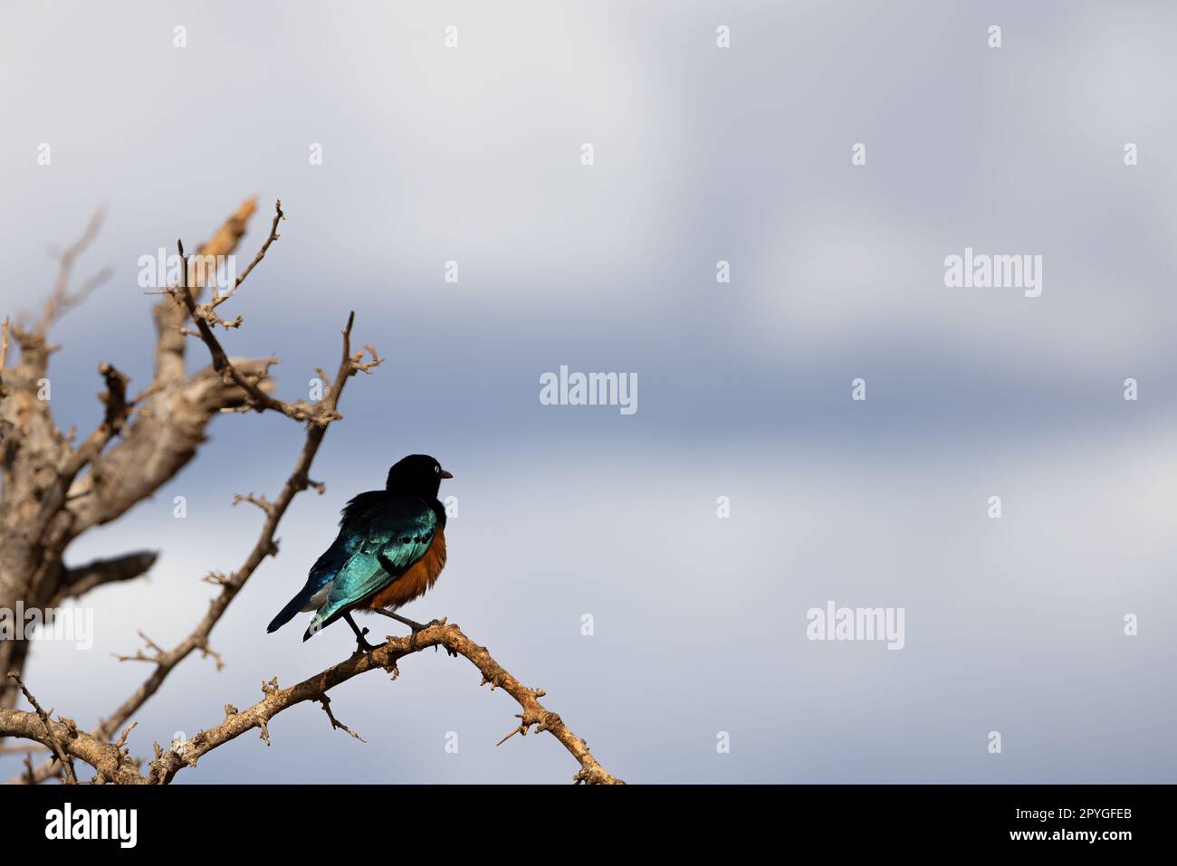 Cette photo de gros plan capture les couleurs époustouflantes du superbe Starling, perché sur un brousse sec dans la réserve kenyane Tsavo East. Son iridesce Banque D'Images