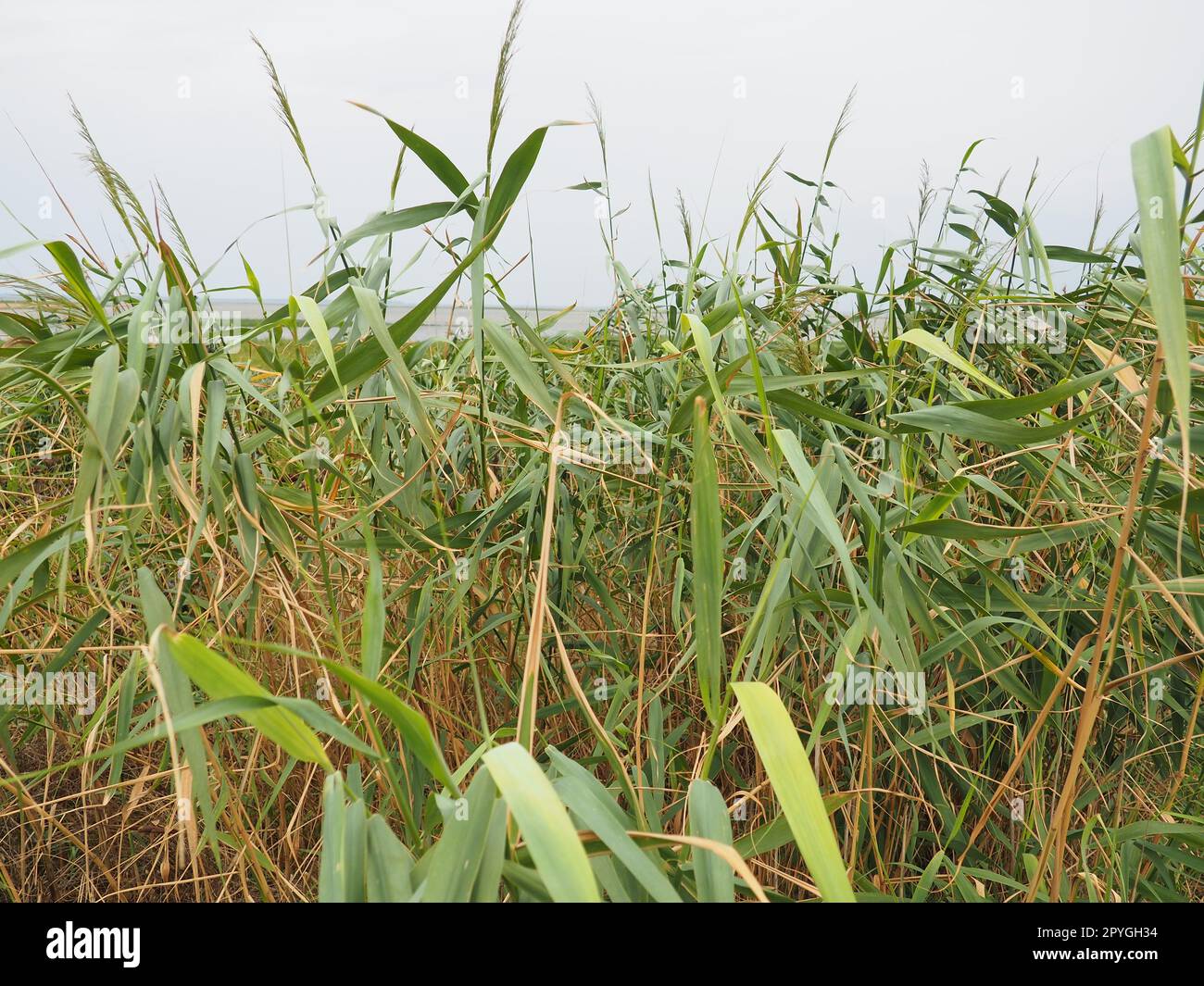 Roseau commun, ou roseau du sud, Phragmites australis, une grande herbe vivace du genre Reed. Flore de l'estuaire. Plante aimant l'humidité. Sols avec eaux souterraines proches. Temps orageux. Banque D'Images