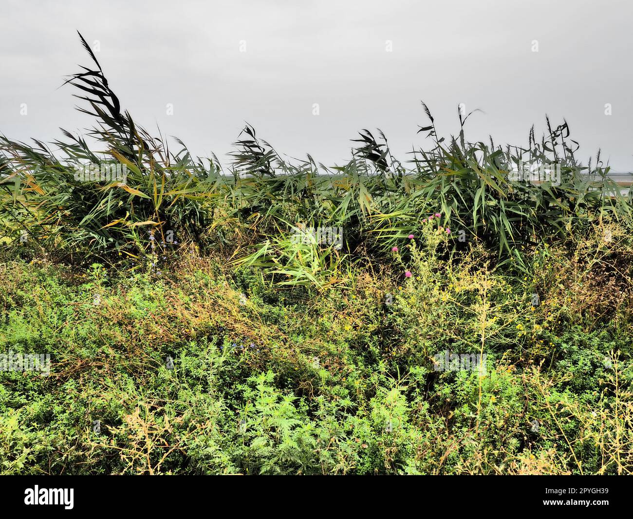 Roseau commun, ou roseau du sud, Phragmites australis, une grande herbe vivace du genre Reed. Flore de l'estuaire. Plante aimant l'humidité. Sols avec eaux souterraines proches. Temps orageux. Banque D'Images