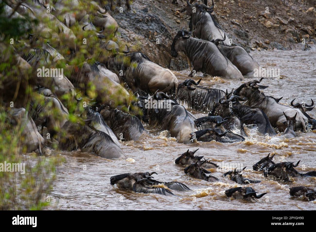 La grande migration des wildebets en Afrique Banque D'Images