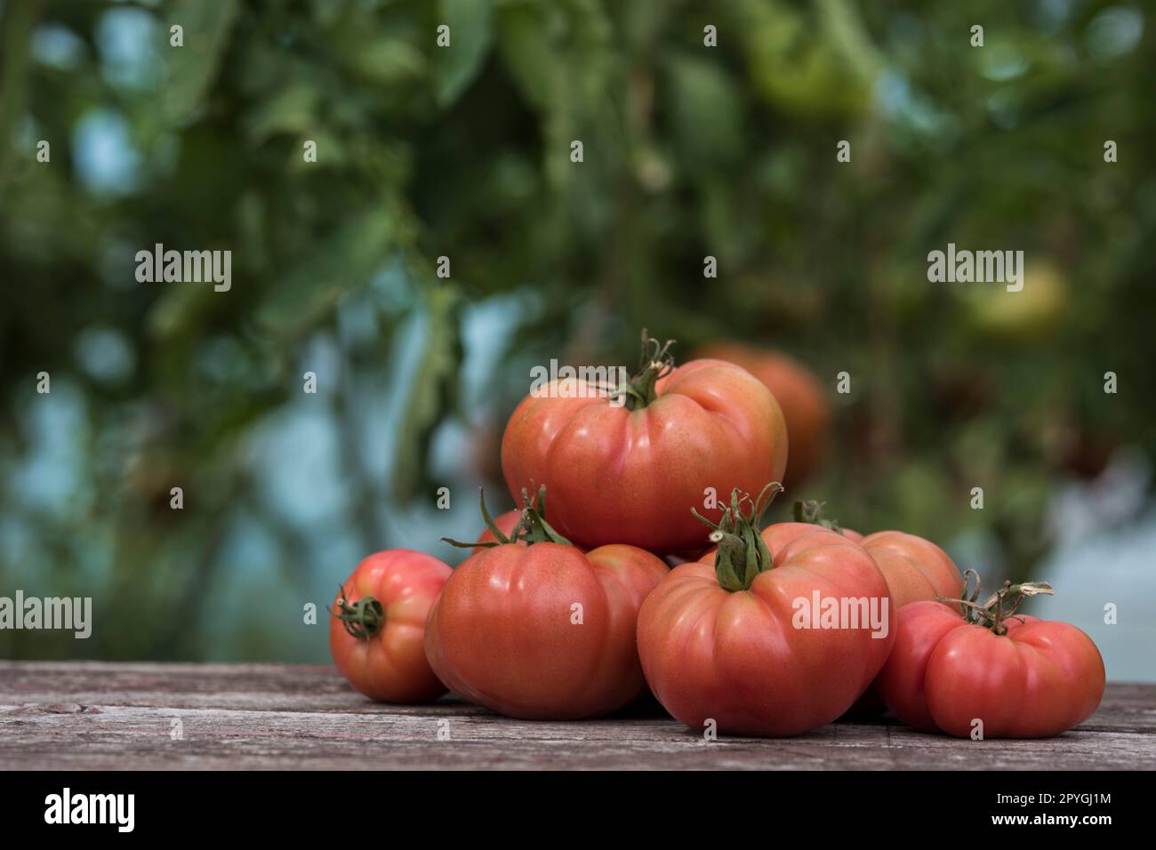 Tomates rouges dans une serre, aliments biologiques Banque D'Images